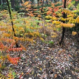 張春生