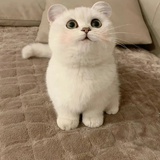 Olivia