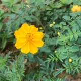 杨