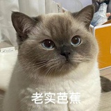 一口小能猫