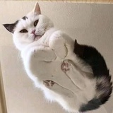 釉釉儿