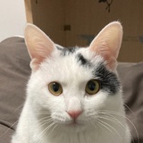 与鲤