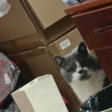 五一是小猪吖