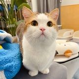 树叶会泛黄