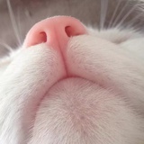 纯肉包子