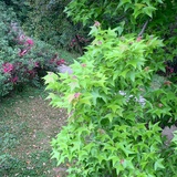 买点草莓77