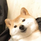 芝士片