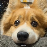 哲学家阿毛