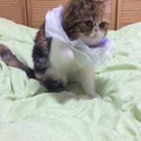 汐