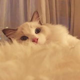 zixinoo