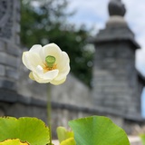 溪溪