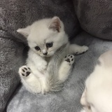 冲吧加鲁鲁