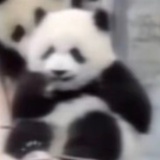 七秒记忆.