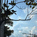燕麦