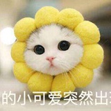 小可爱突然出现