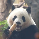 小泰