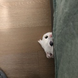 青草团子