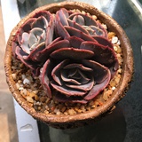 彩虹独角兽