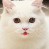 豆豆