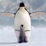 企鹅