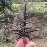 皂角刺