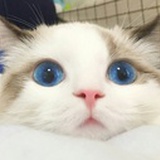 空心栗子
