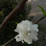 鱼之