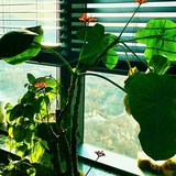 花兔兔