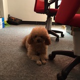 创业者