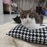 软绵绵的豌豆公主