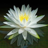 柔儿