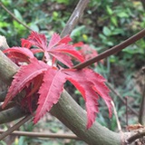 大朱