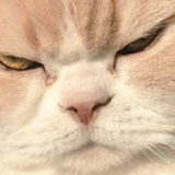 温和善良的我诶