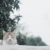 余晖耀夏