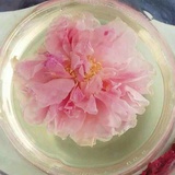 洛施花舍Rabbit