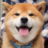 特立独行大酱汤