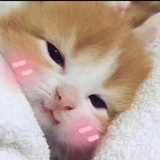 芭比🐱小萌