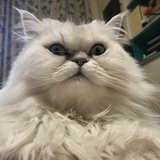 MiJax