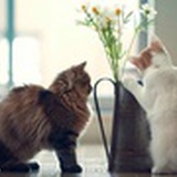 画花