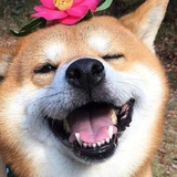桔梗