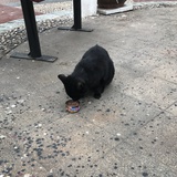 小灰灰的日常
