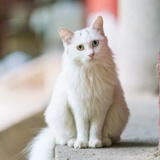 好奇白猫