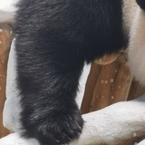 西瓜小柚子