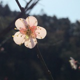 珊珊