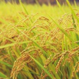 风雷益