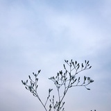 嘿