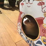 冬冬