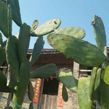 言