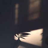 扁扁