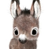 白天睡觉的人儿